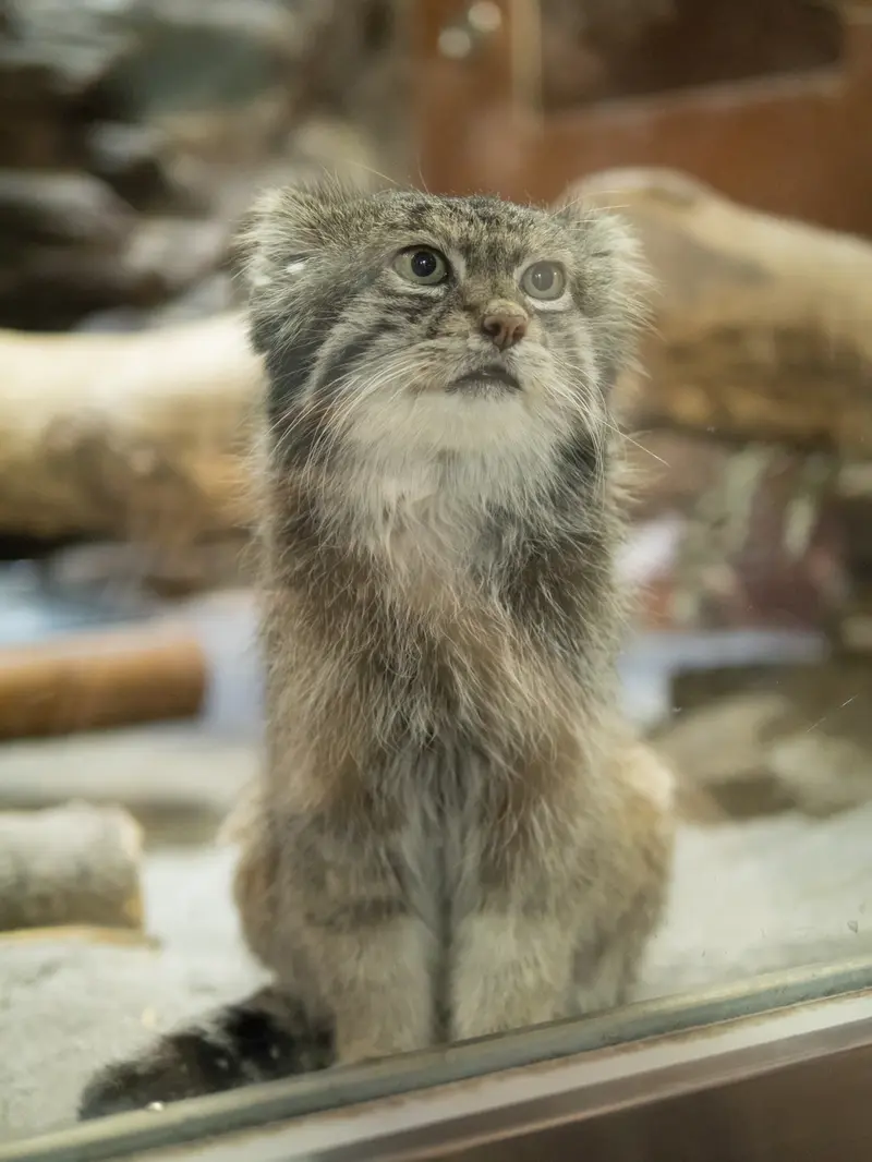 Фотография Клёна в Зоопарке Уено