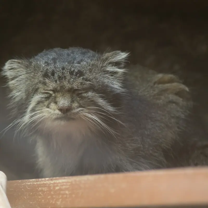 Фотография Клёна в Зоопарке Уено