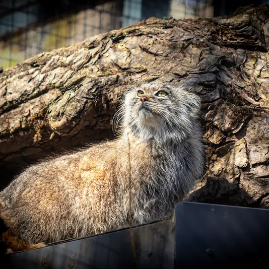 Фотография Мелиссы в Литовском Зоопарке
