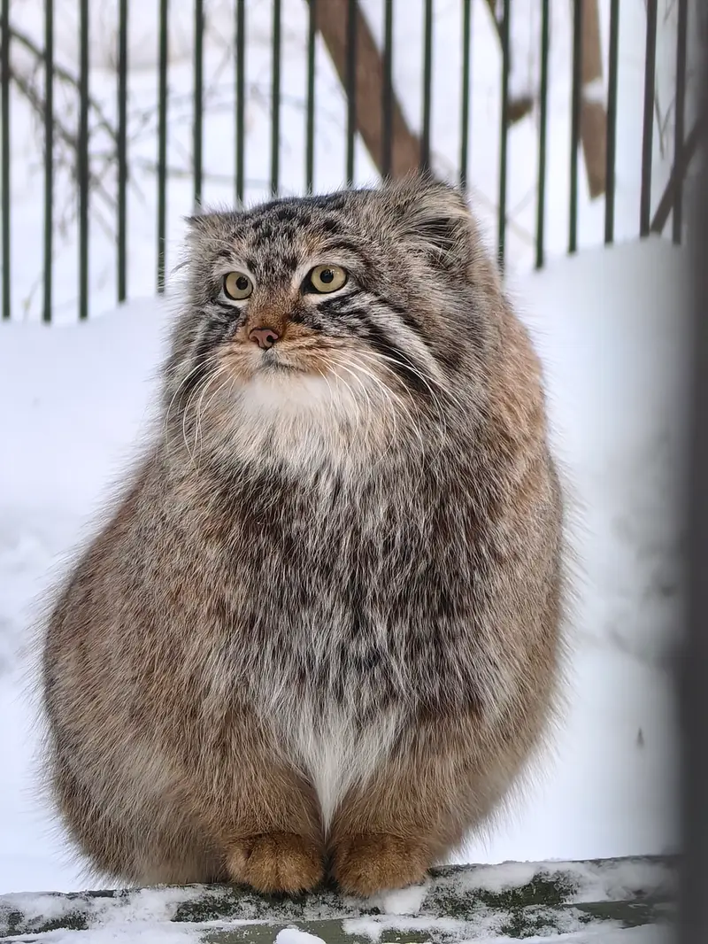 Фотография Брюса в Новосибирском Зоопарке