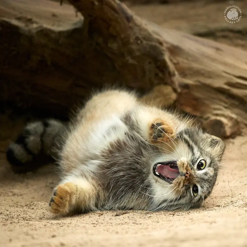 Фотография Алтаны в Ла Торбиере