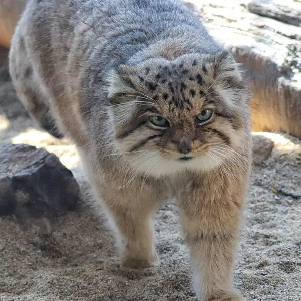 Фотография Бора в Царстве Животных Насу