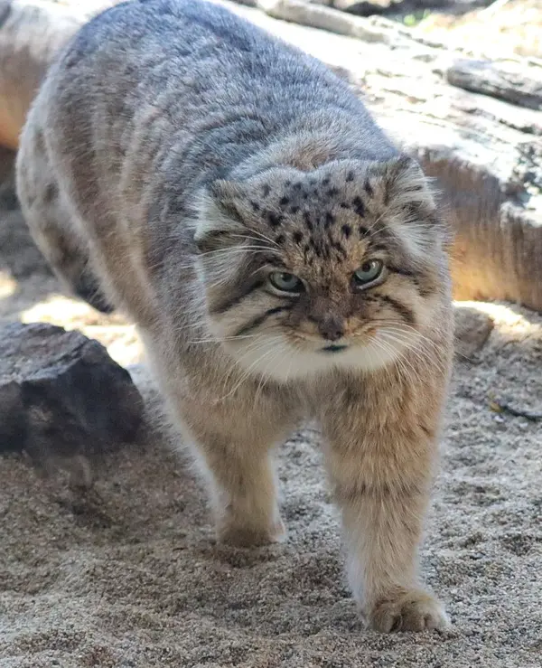 Фотография Бора в Царстве Животных Насу