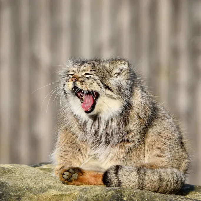 Фотография Атлана в Парке диких животных Порт-Лимпн