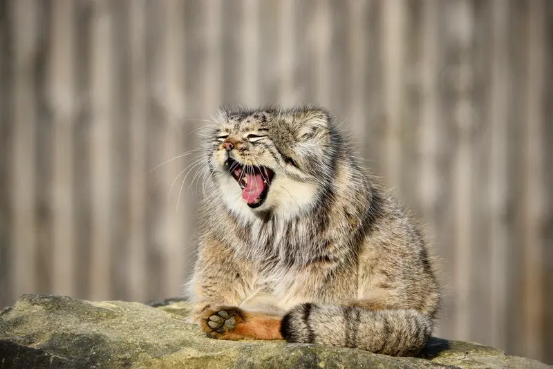 Фотография Атлана в Парке диких животных Порт-Лимпн