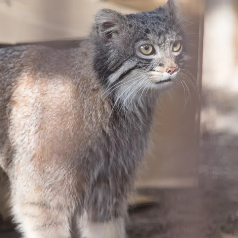 Фотография Фиги в Зоопарке Ногеяме