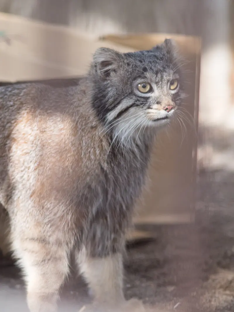 Фотография Фиги в Зоопарке Ногеяме