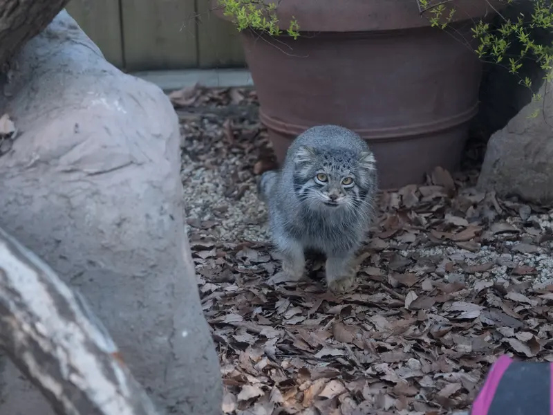 Фотография Ото в Детском зоопарке Сайтама