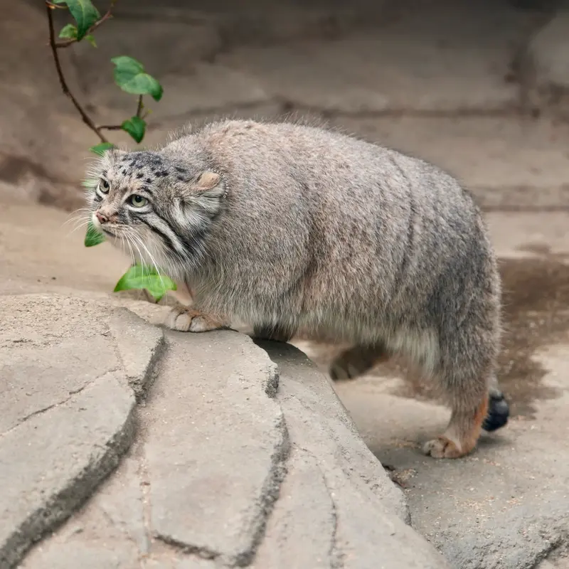 Фотография Аз в Царстве Животных Кобе