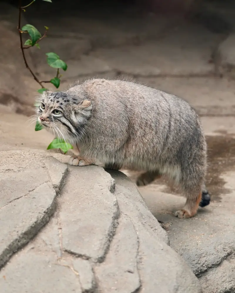 Фотография Аз в Царстве Животных Кобе