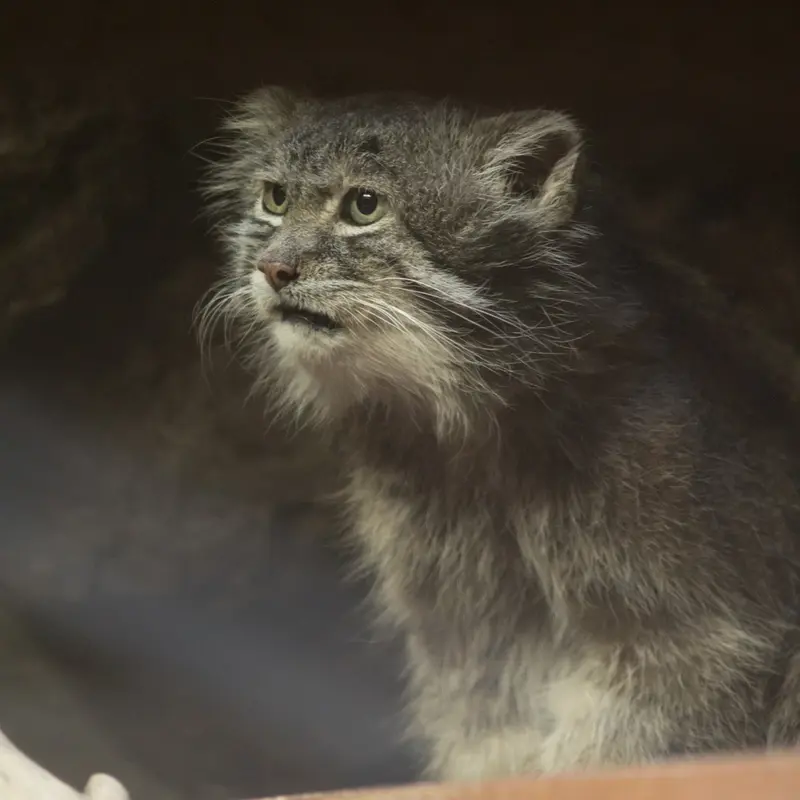 Фотография Клёна в Зоопарке Уено