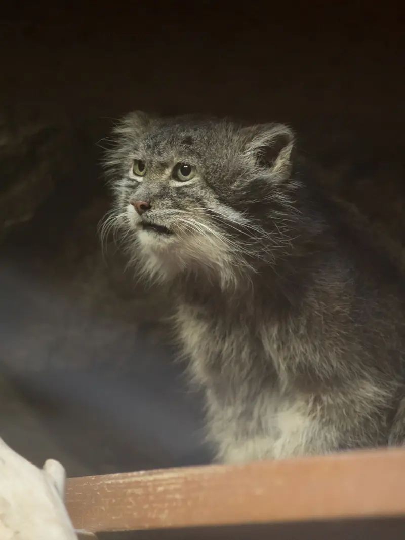 Фотография Клёна в Зоопарке Уено