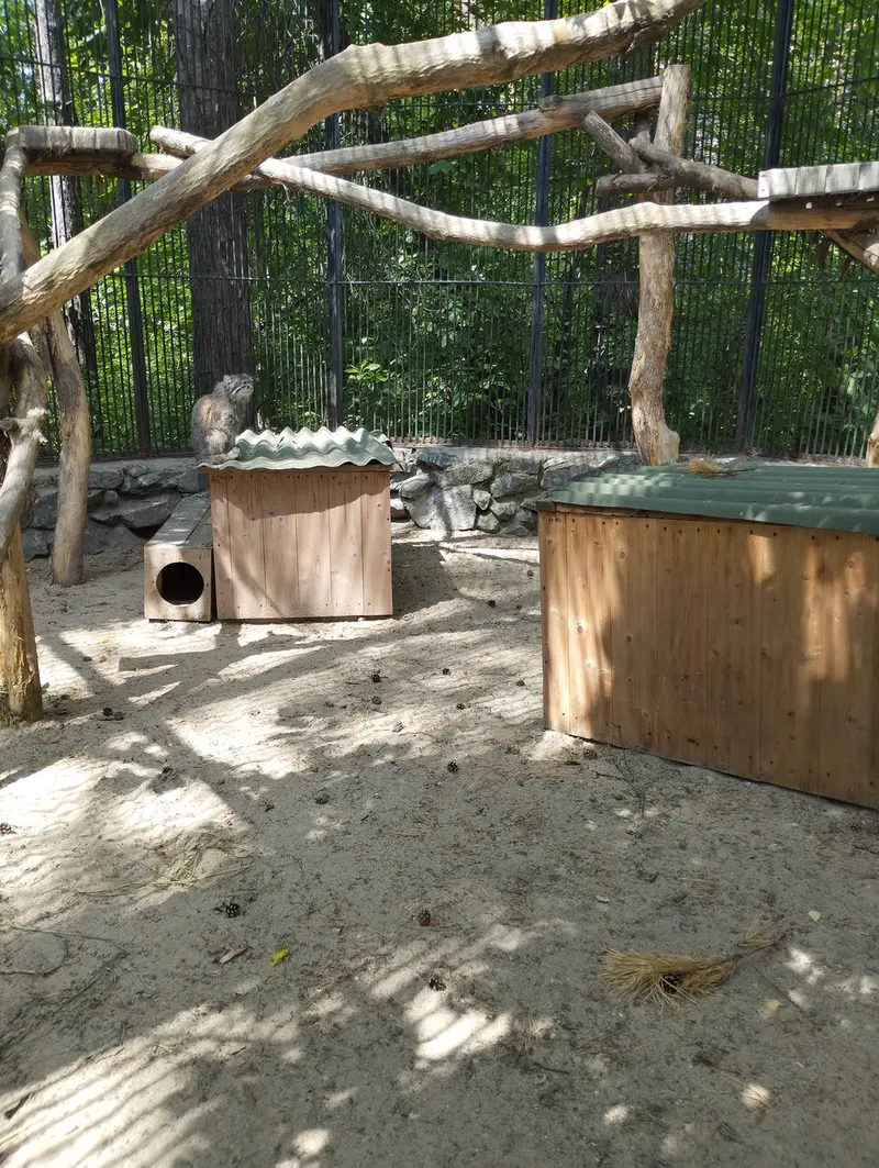 Фотография с манулом в Новосибирском Зоопарке