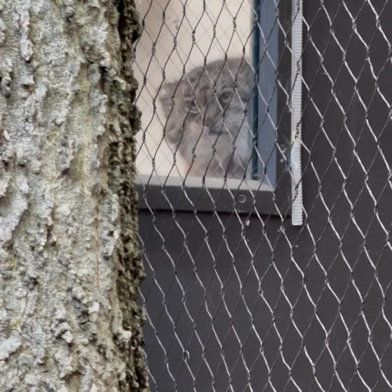 Фотография Сарнай в Зоопарке Проспект-парка