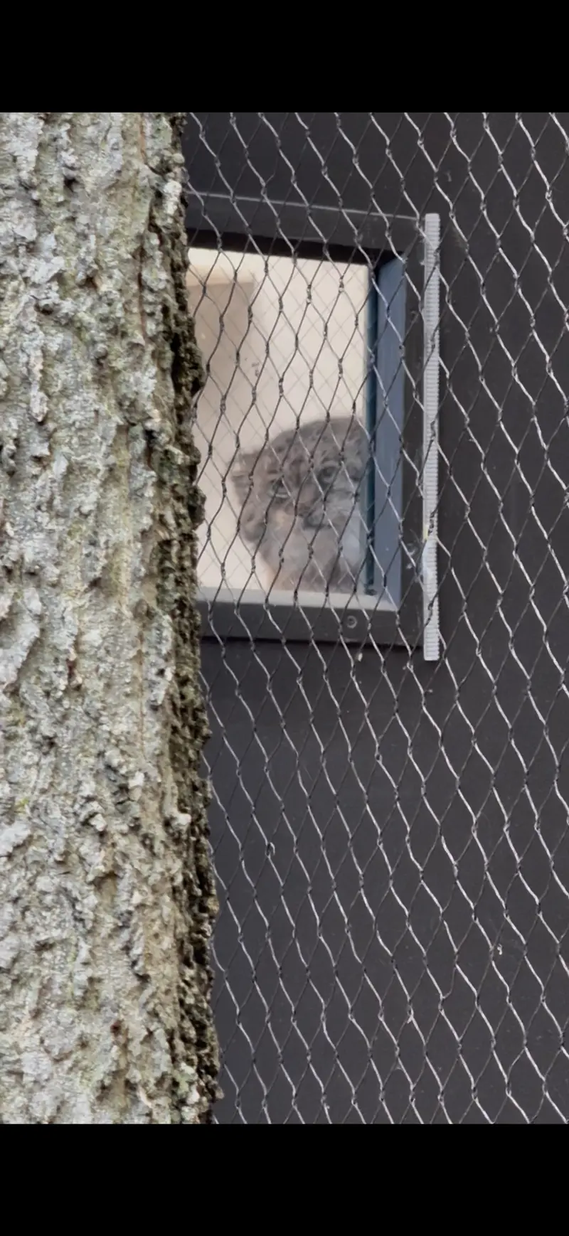 Фотография Сарнай в Зоопарке Проспект-парка