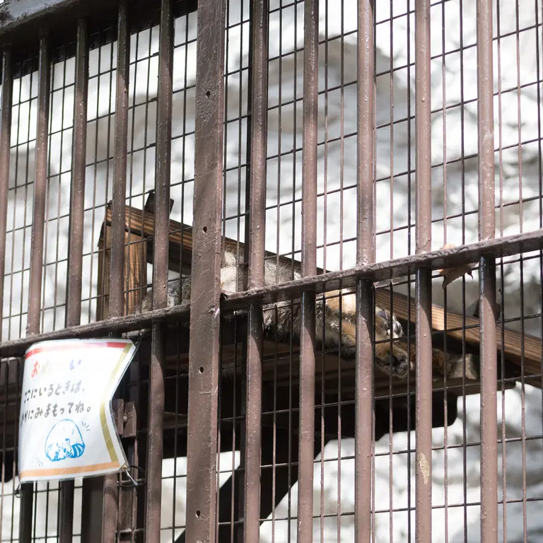 Фотография Фиги в Зоопарке Ногеяме