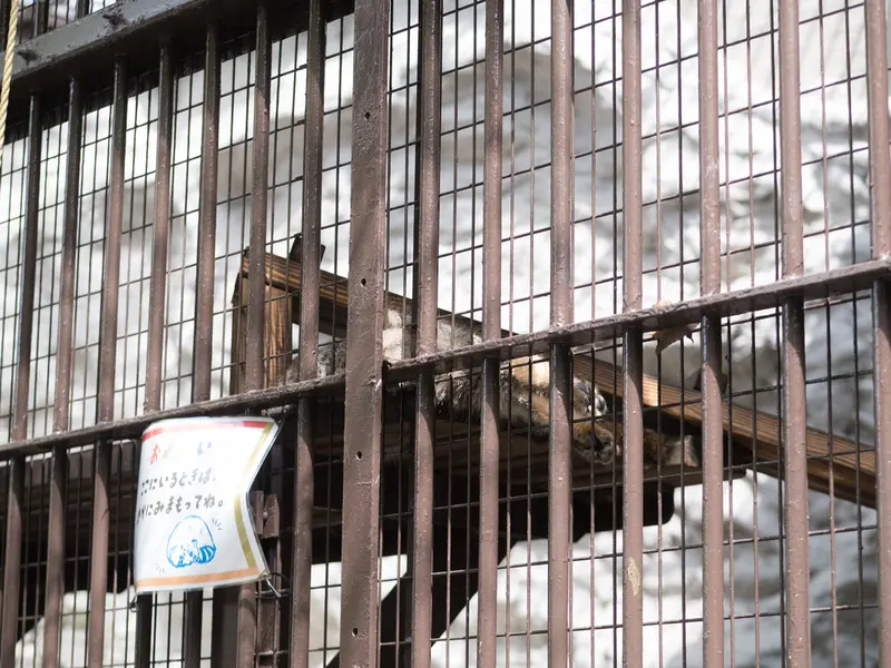 Фотография Фиги в Зоопарке Ногеяме