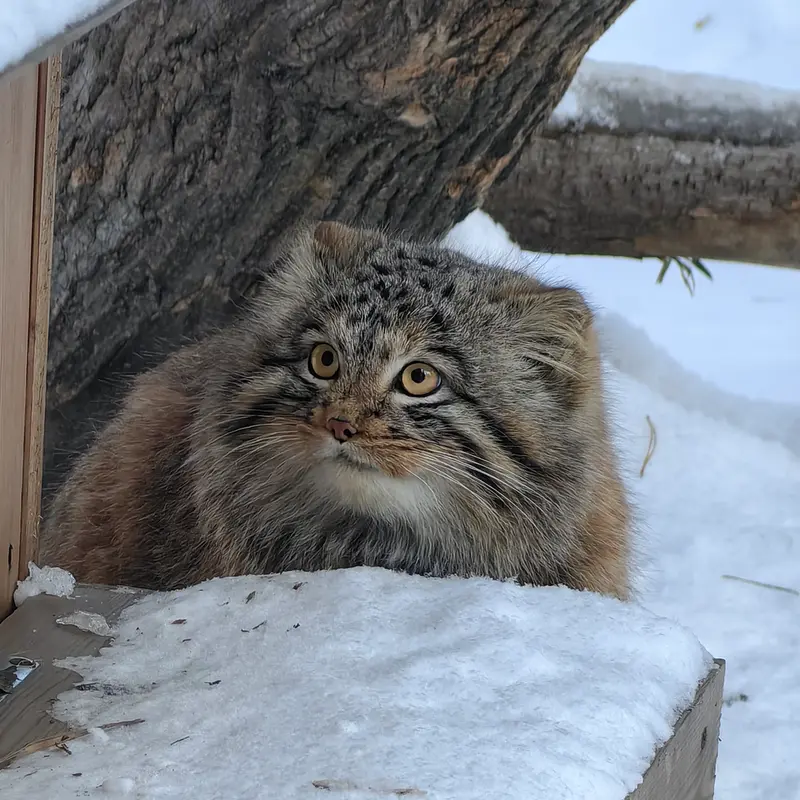 Фотография Сына Снежинки 2025 г.р. Ⅲ в Новосибирском Зоопарке