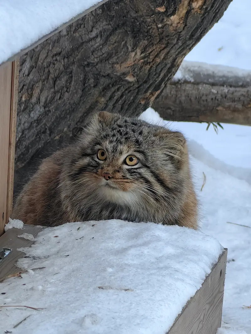 Фотография Сына Снежинки 2025 г.р. Ⅲ в Новосибирском Зоопарке