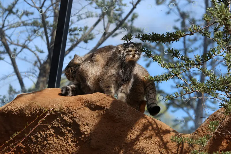 Фотография Принцессы и Спая в Пражском Зоопарке