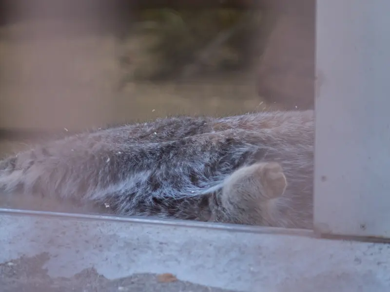 Фотография Фиги в Зоопарке Ногеяме