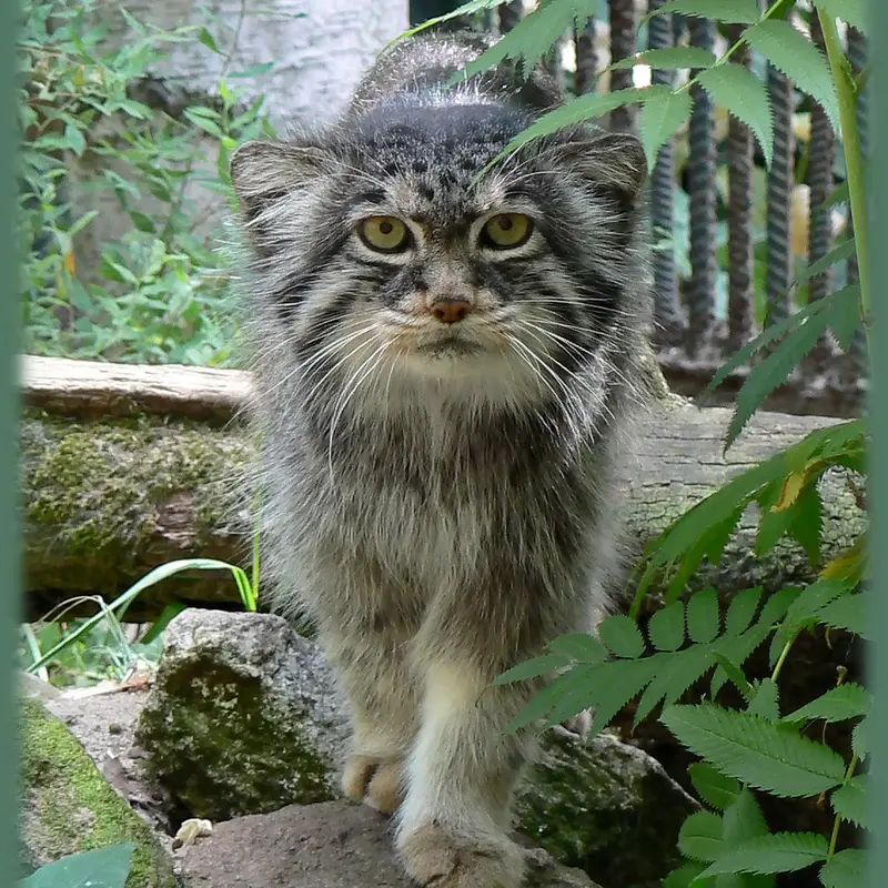 Фотография с манулом в Познаньском Новом Зоопарке
