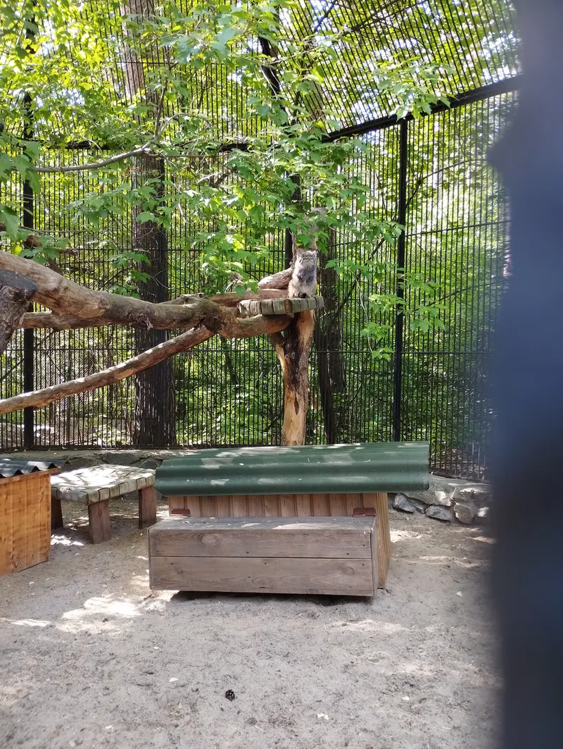 Фотография с манулом в Новосибирском Зоопарке