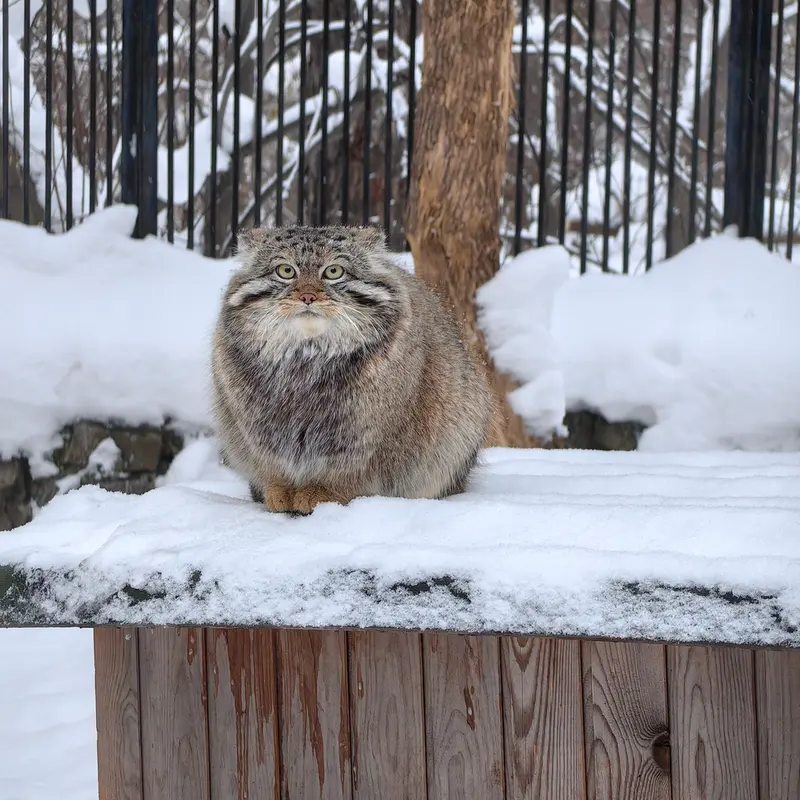 Фотография Евчонока 2023 Г.р. Ⅳ в Новосибирском Зоопарке