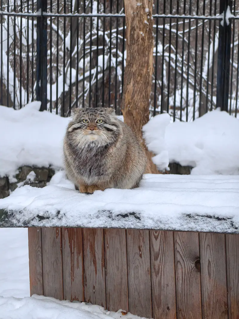 Фотография Евчонока 2023 Г.р. Ⅳ в Новосибирском Зоопарке