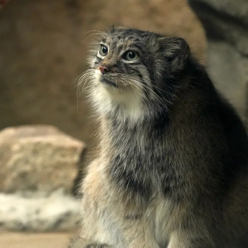 Фотография Аз в Царстве Животных Кобе