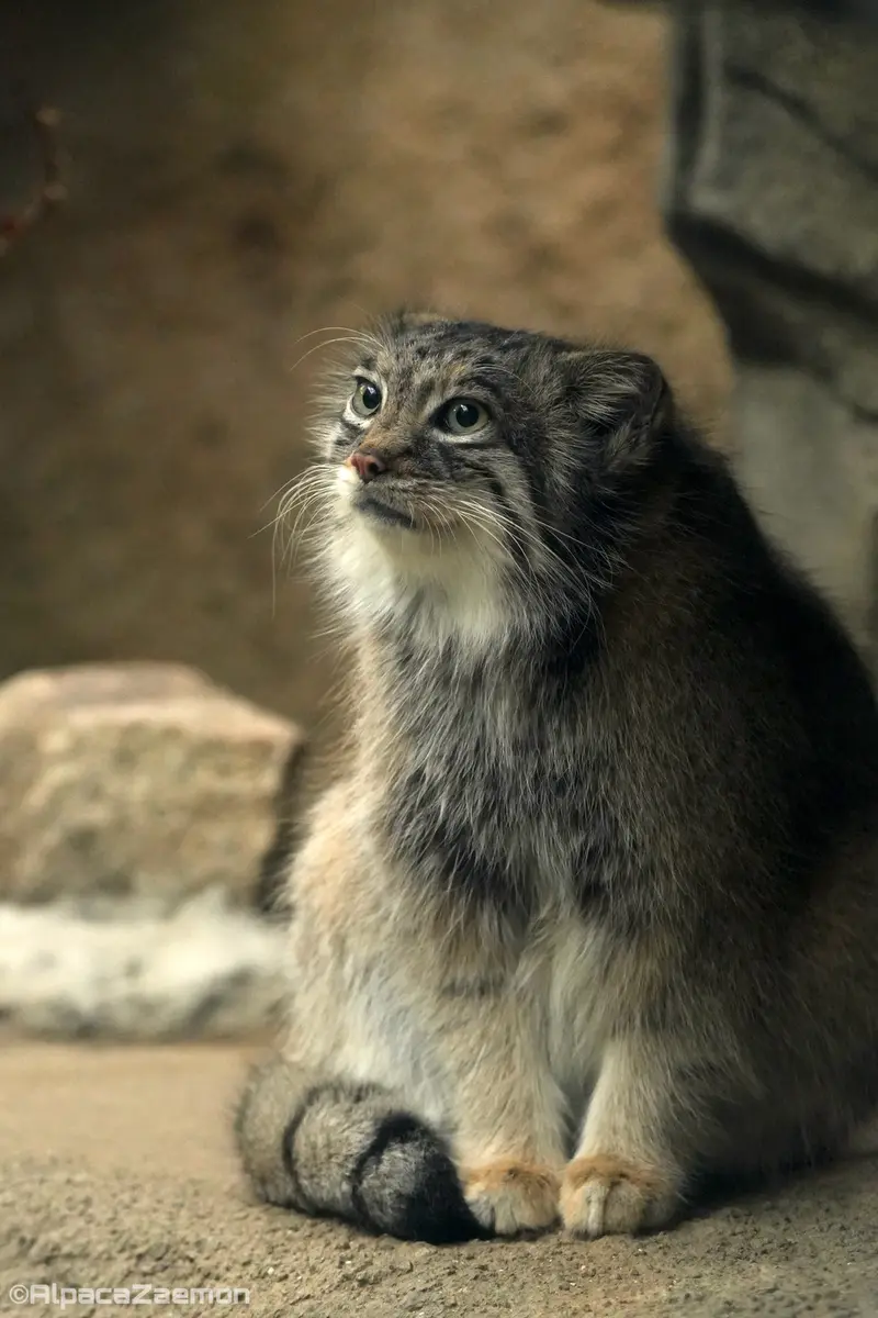 Фотография Аз в Царстве Животных Кобе