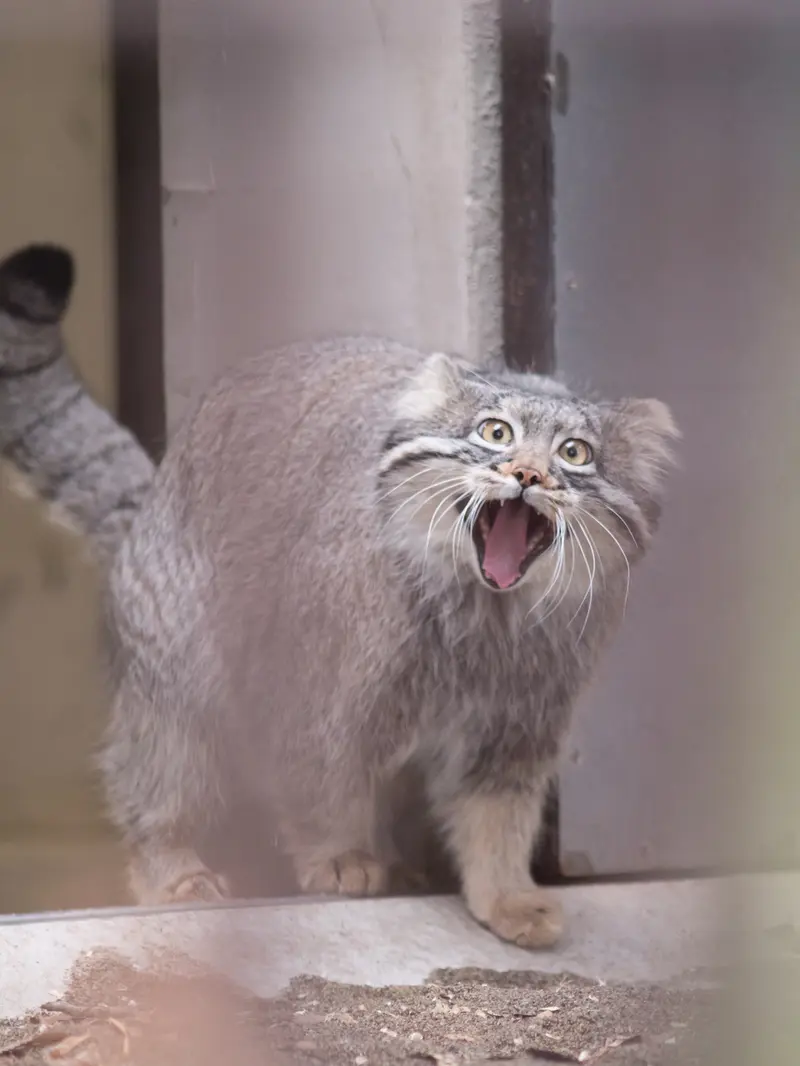 Фотография Фиги в Зоопарке Ногеяме