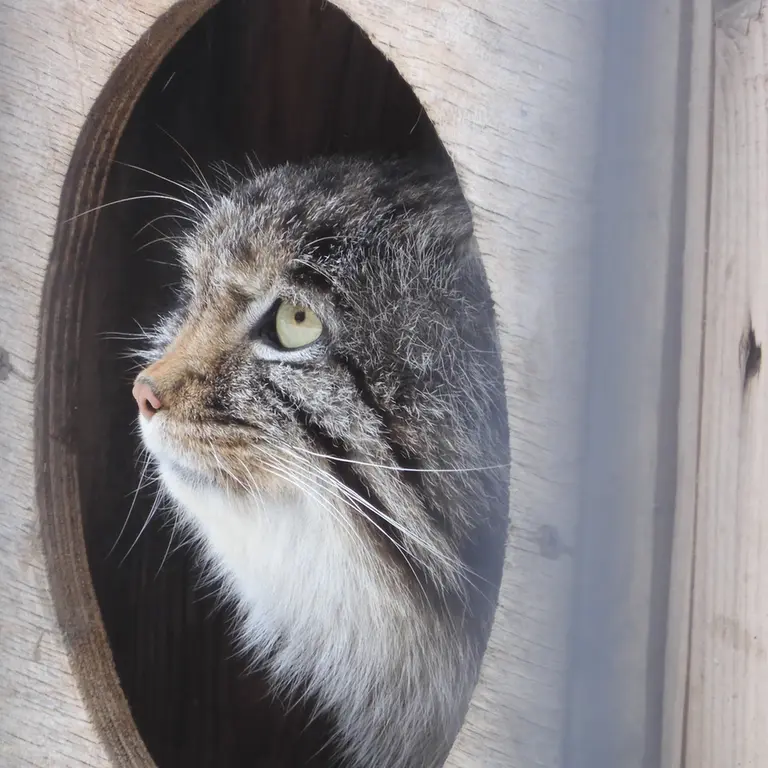 Фотография Серого в Новосибирском Зоопарке