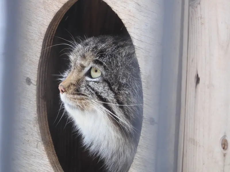 Фотография Серого в Новосибирском Зоопарке
