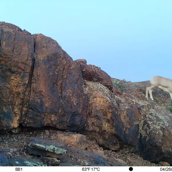 Фотография Аргали с фотоловушки Актас-Кункора