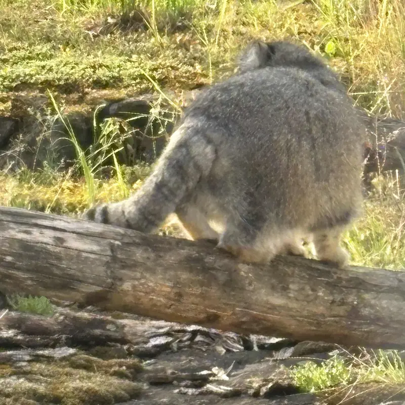 Фотография Мими в Зоопарке Коркеасаари