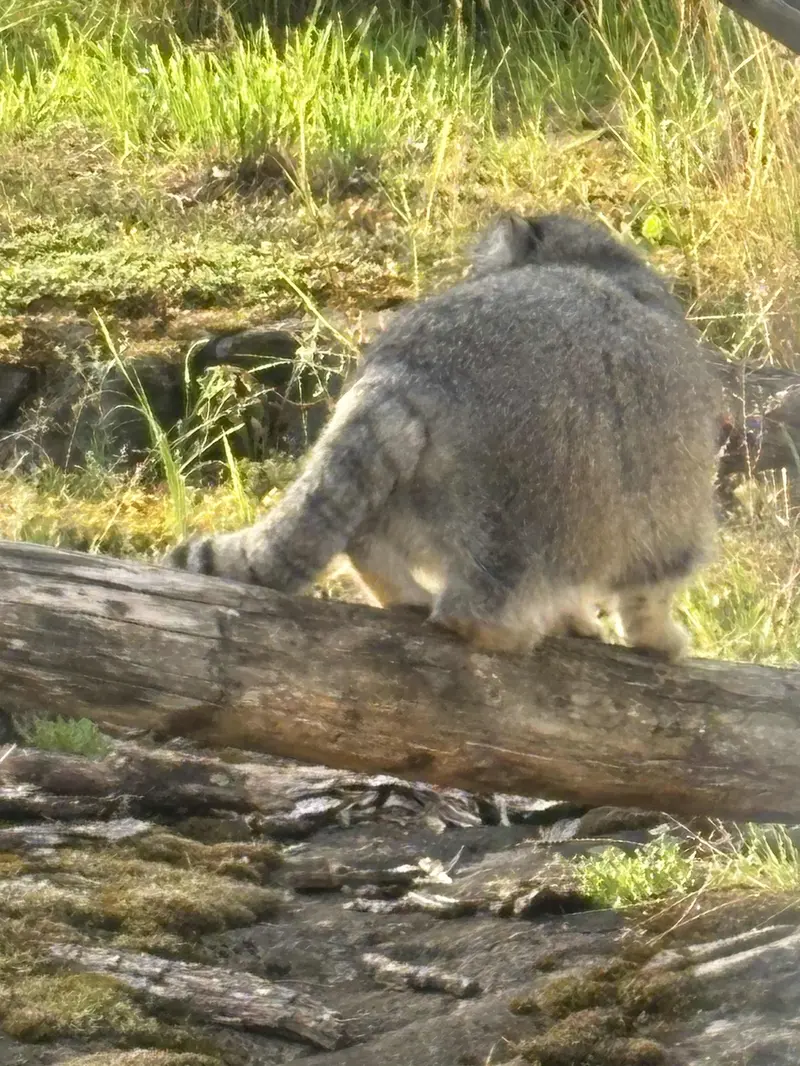 Фотография Мими в Зоопарке Коркеасаари