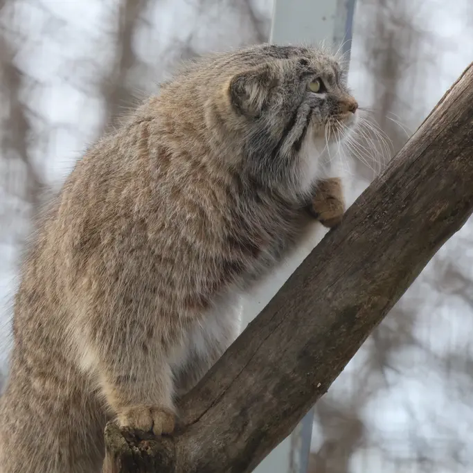 Фотография Аркаса в Зоопарке Коркеасаари