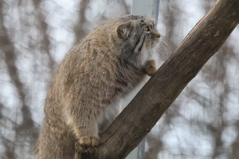 Фотография Аркаса в Зоопарке Коркеасаари