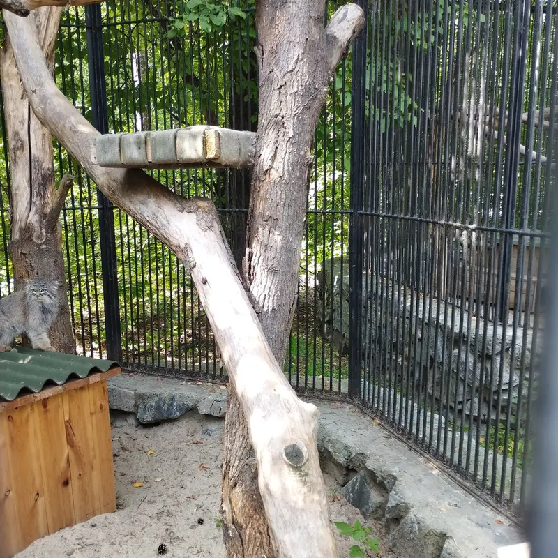 Фотография с манулом в Новосибирском Зоопарке