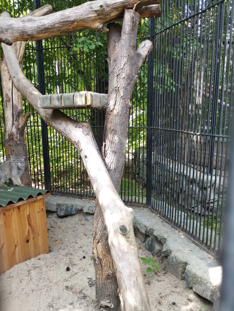 Фотография с манулом в Новосибирском Зоопарке