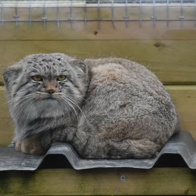 Фотография с манулом в Лэйклэнде Вайлдлайф Оазисе