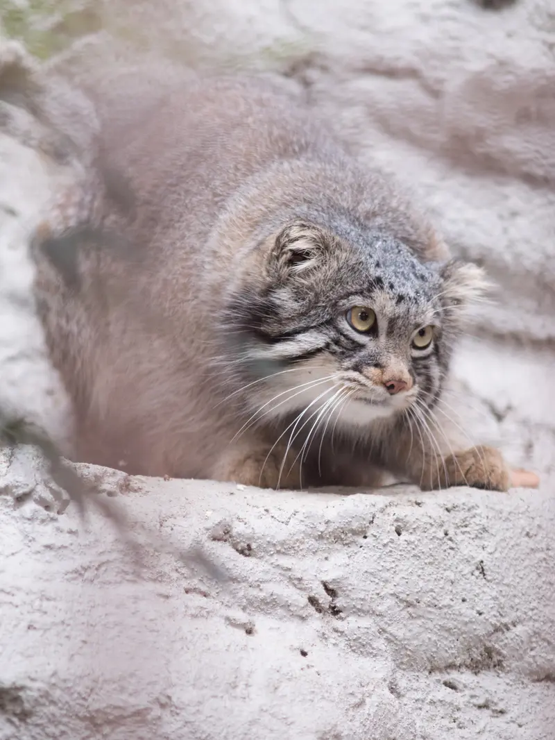 Фотография Фиги в Зоопарке Ногеяме