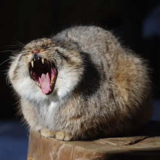 Фотография Бора в Царстве Животных Насу