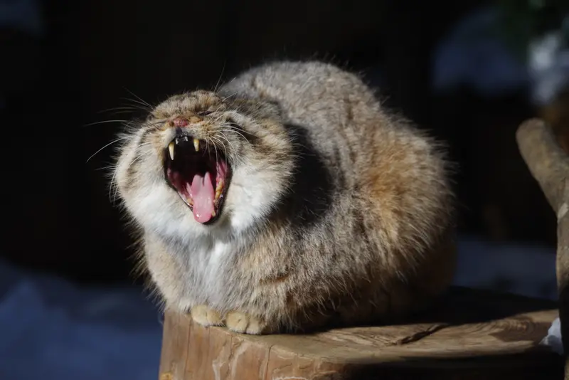 Фотография Бора в Царстве Животных Насу