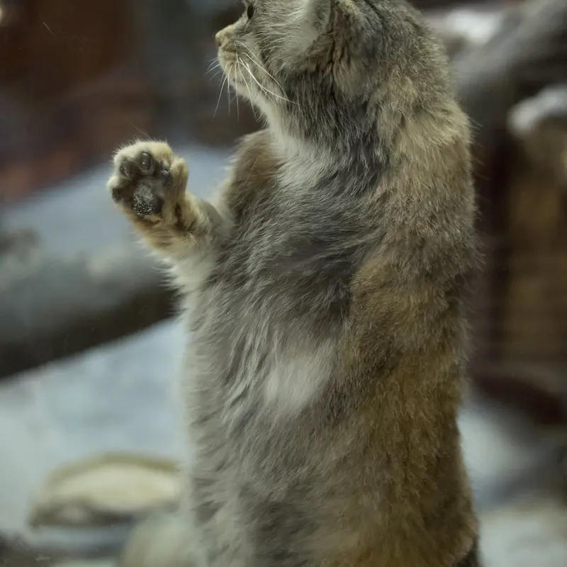 Фотография Примулы в Зоопарке Уено