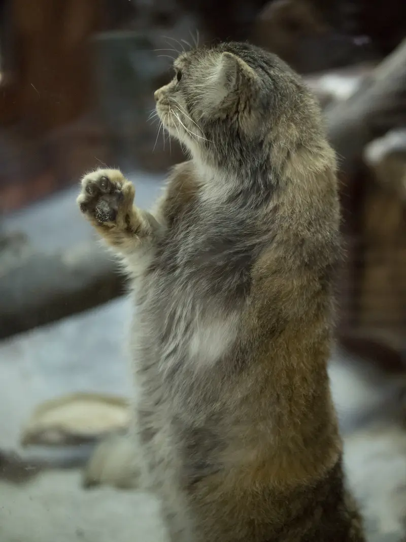 Фотография Примулы в Зоопарке Уено