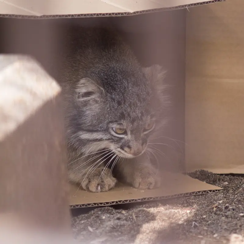 Фотография Фиги в Зоопарке Ногеяме