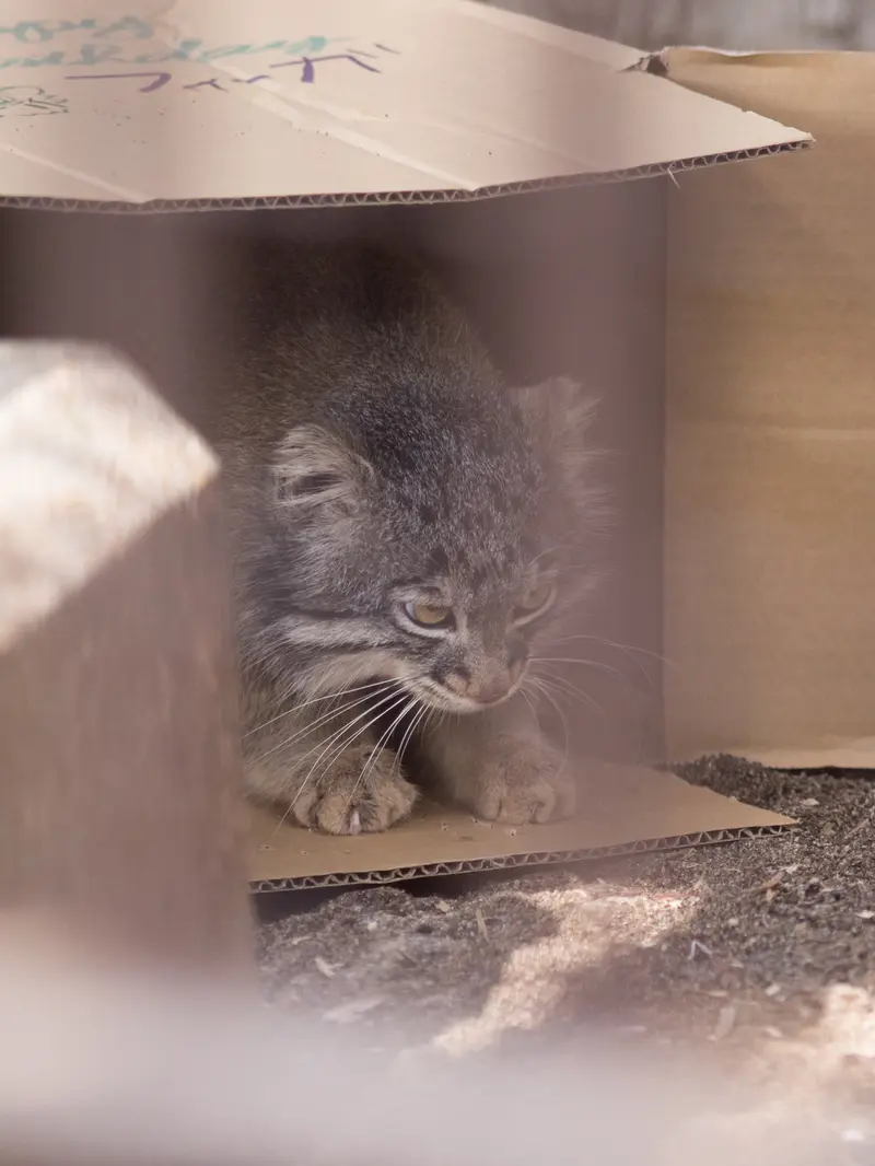 Фотография Фиги в Зоопарке Ногеяме