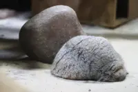 Фотография Фиги